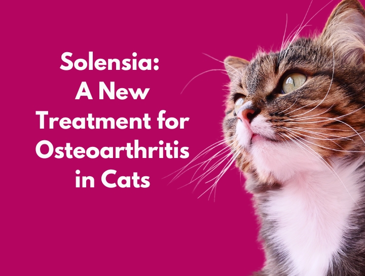 Solensia A New Treatment for Osteoarthritis in Cats Primary Pet Care